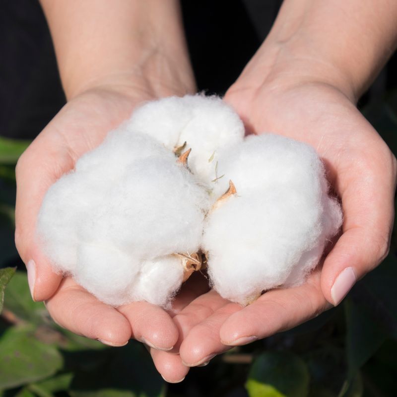 cotton